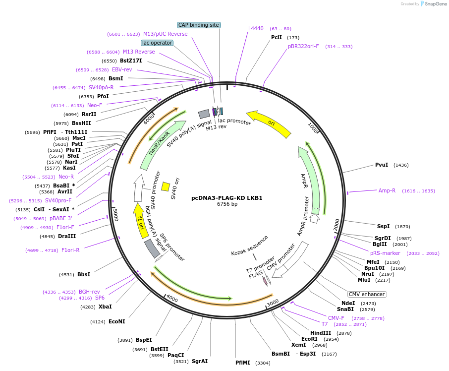 8591-plasmid-map-sequence-id-166209