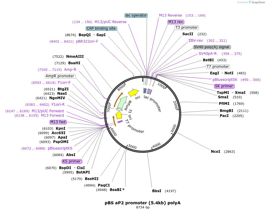 11424-plasmid-map-sequence-id-166255