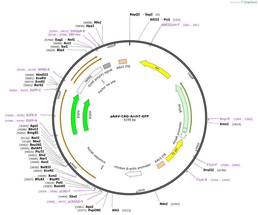29777-plasmid-map-sequence-id-166272