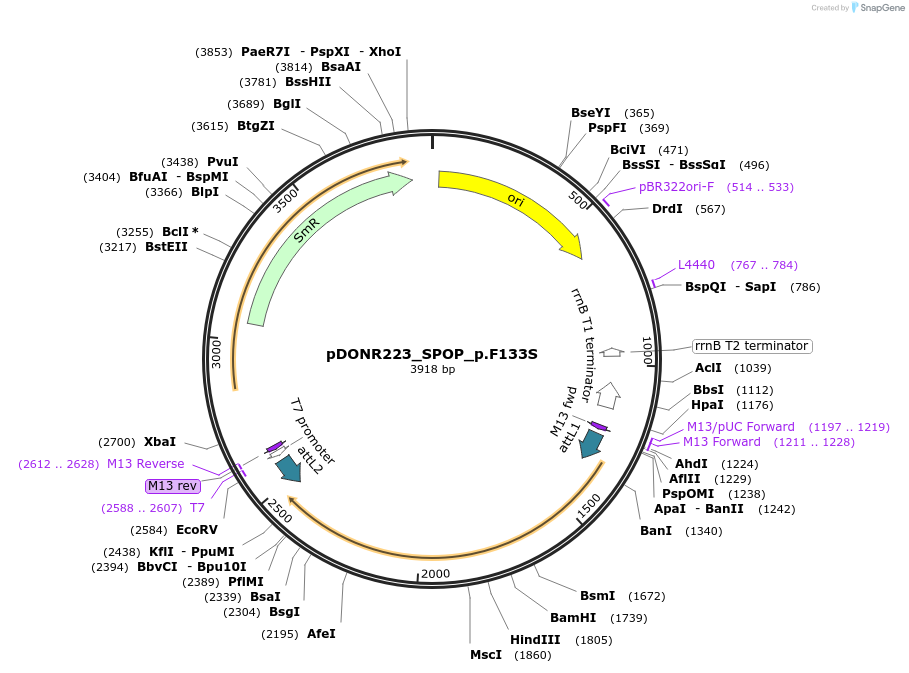 81637-plasmid-map-sequence-id-166275