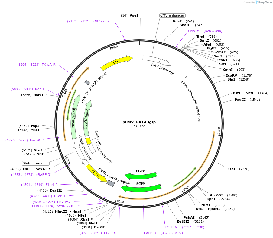 83819-plasmid-map-sequence-id-166278