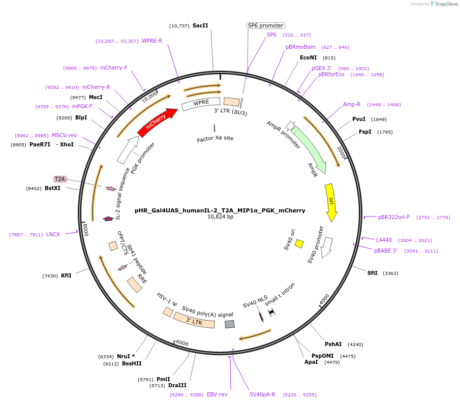 85429-plasmid-map-sequence-id-166293