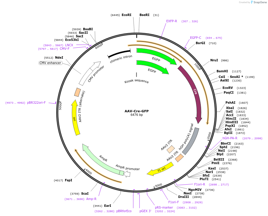 68544-plasmid-map-sequence-id-166301