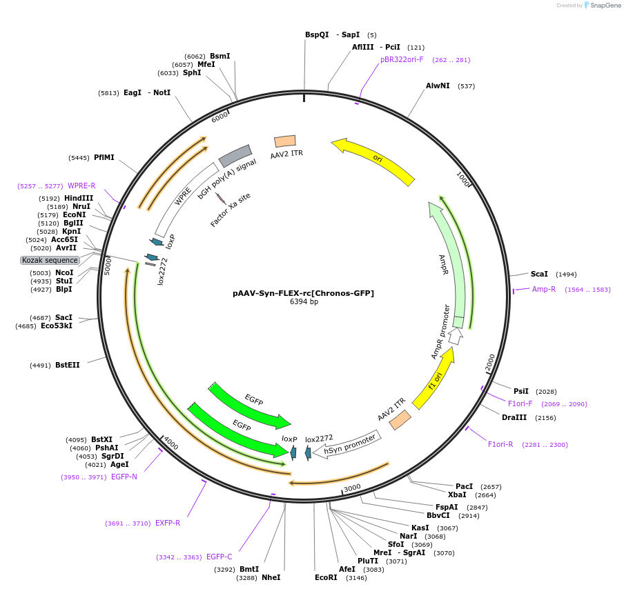 62722-plasmid-map-sequence-id-166305