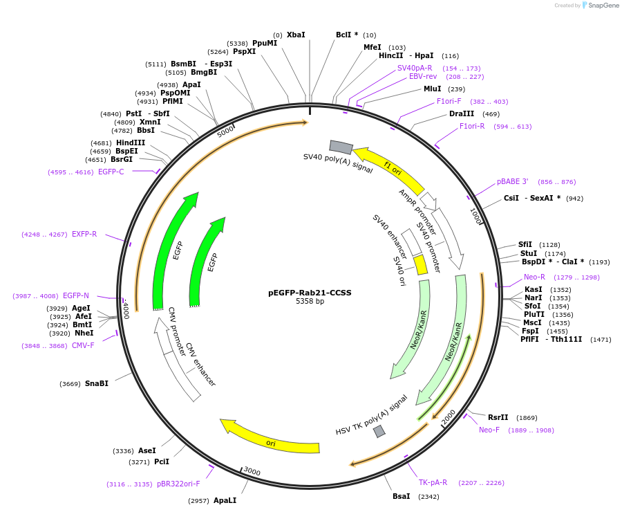 83424-plasmid-map-sequence-id-166315