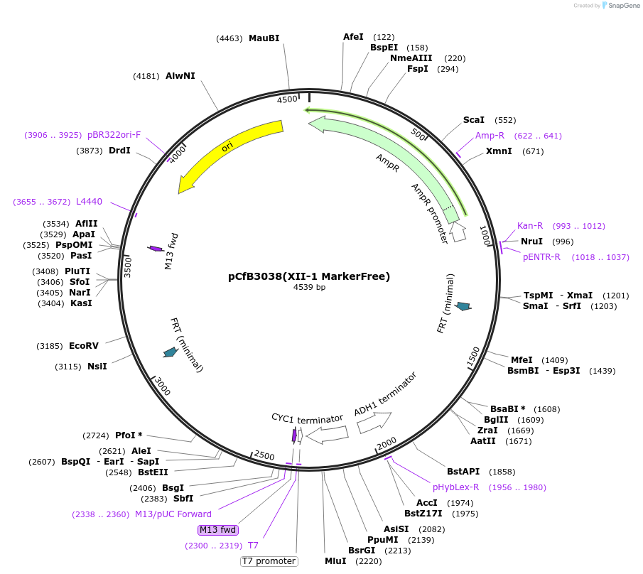 73278-plasmid-map-sequence-id-166358