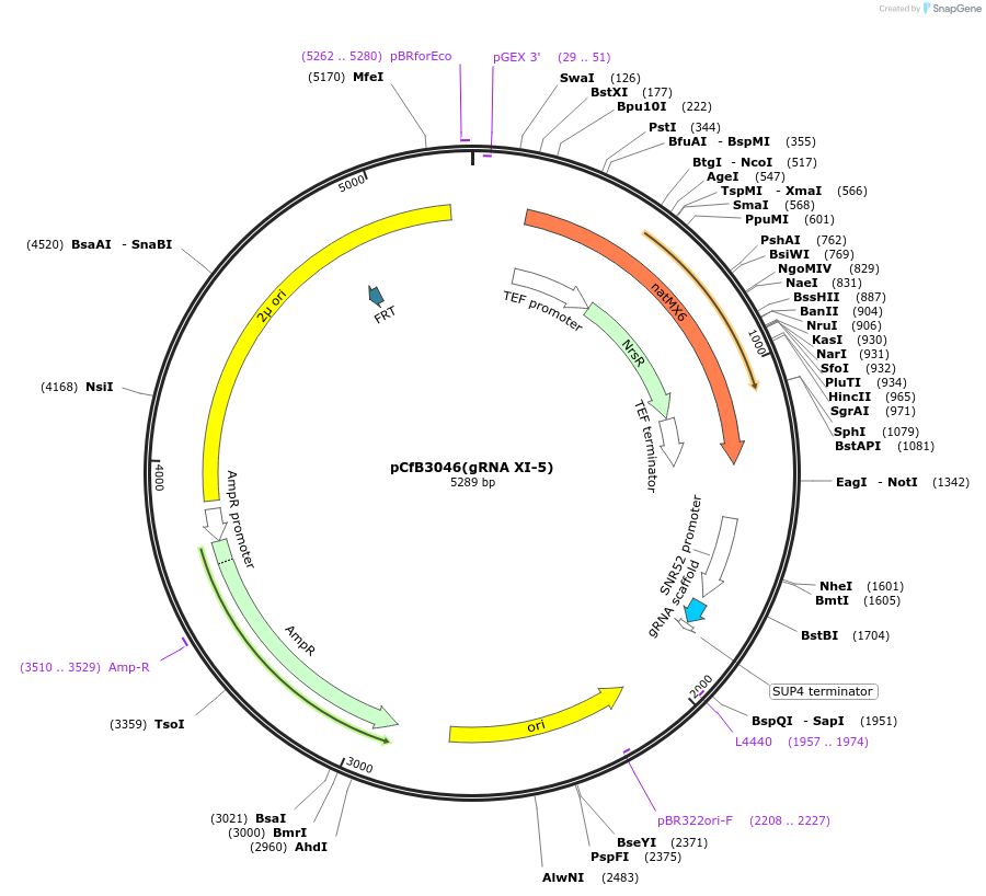73288-plasmid-map-sequence-id-166368