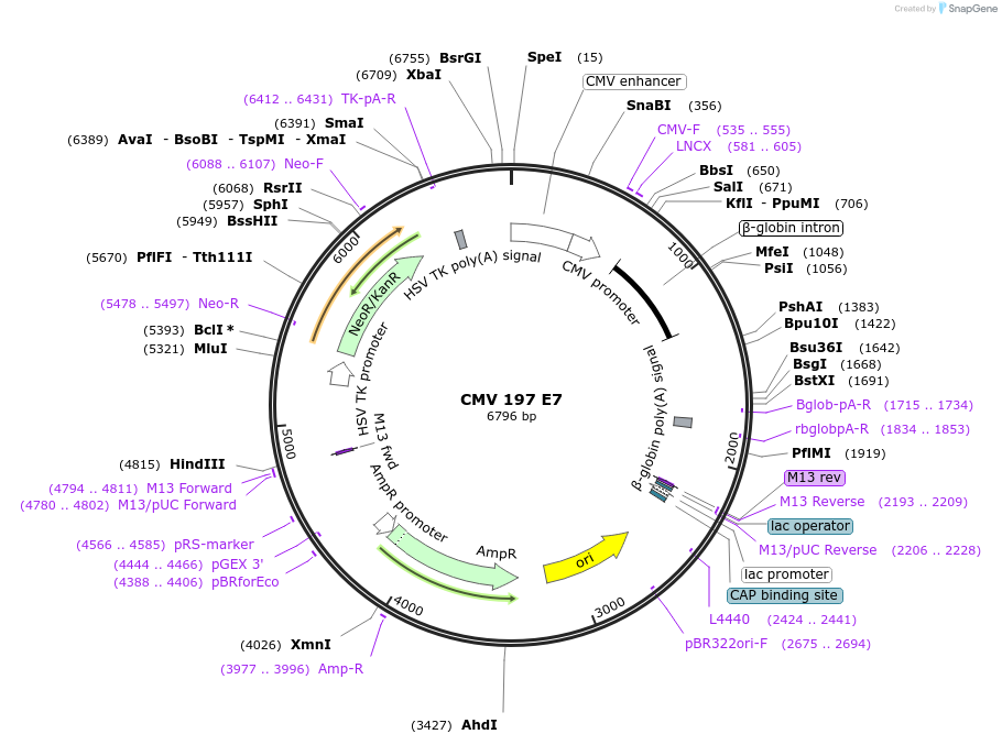 85030-plasmid-map-sequence-id-166404