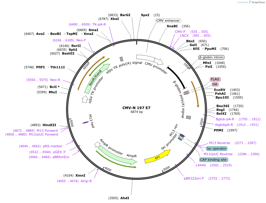 85033-plasmid-map-sequence-id-166411