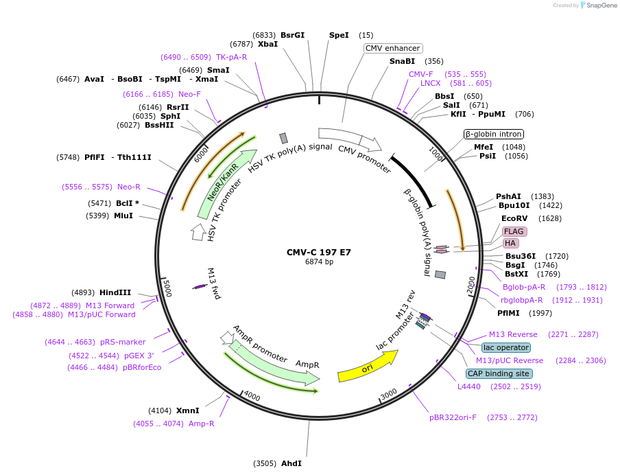 85034-plasmid-map-sequence-id-166415