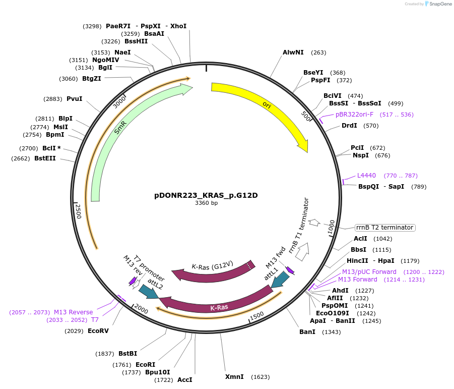 81651-plasmid-map-sequence-id-166475