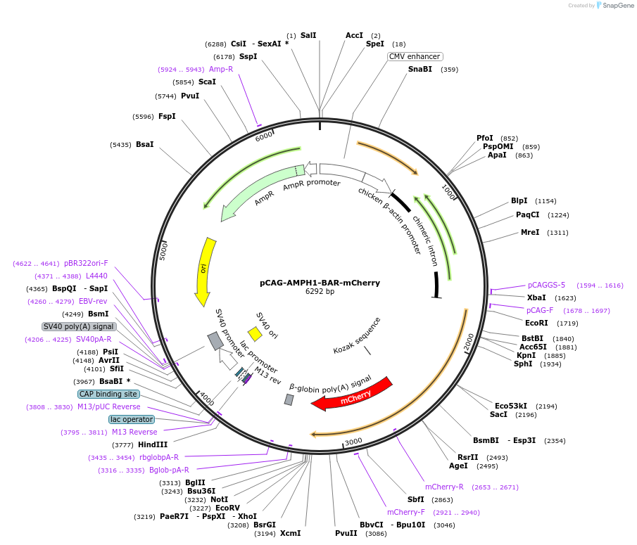 85130-plasmid-map-sequence-id-166523