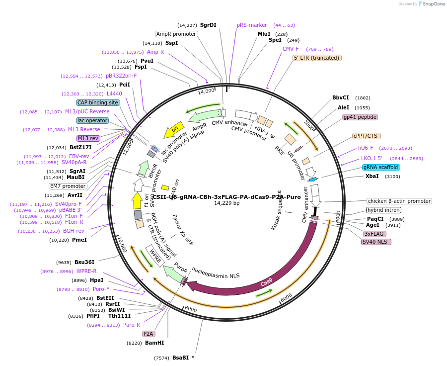 83306-plasmid-map-sequence-id-166526