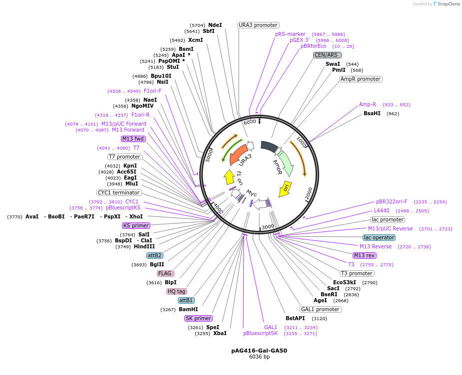 84903-plasmid-map-sequence-id-166542