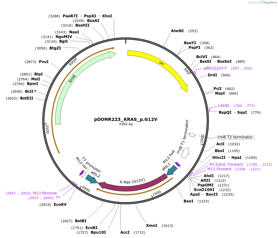 81665-plasmid-map-sequence-id-166545