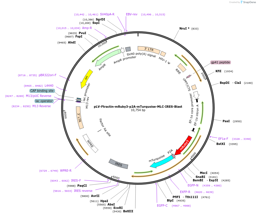 85146-plasmid-map-sequence-id-166555