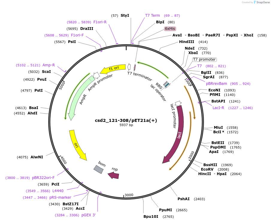 83293-plasmid-map-sequence-id-166586