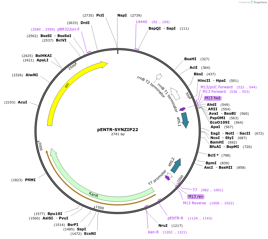 80676-plasmid-map-sequence-id-166653