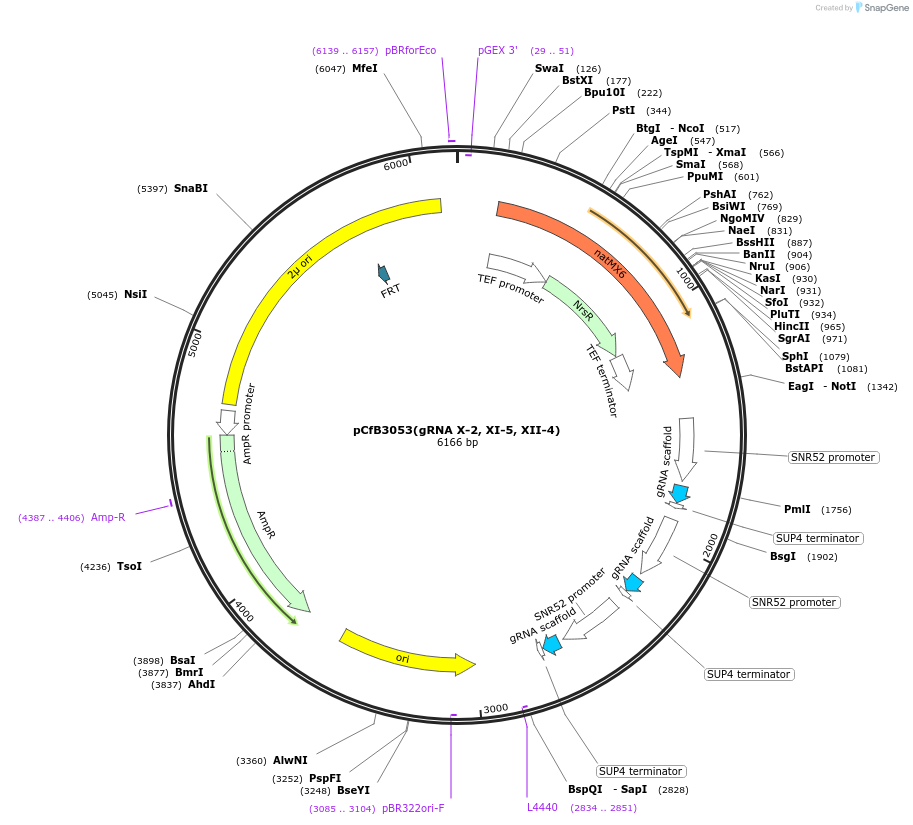73295-plasmid-map-sequence-id-166664