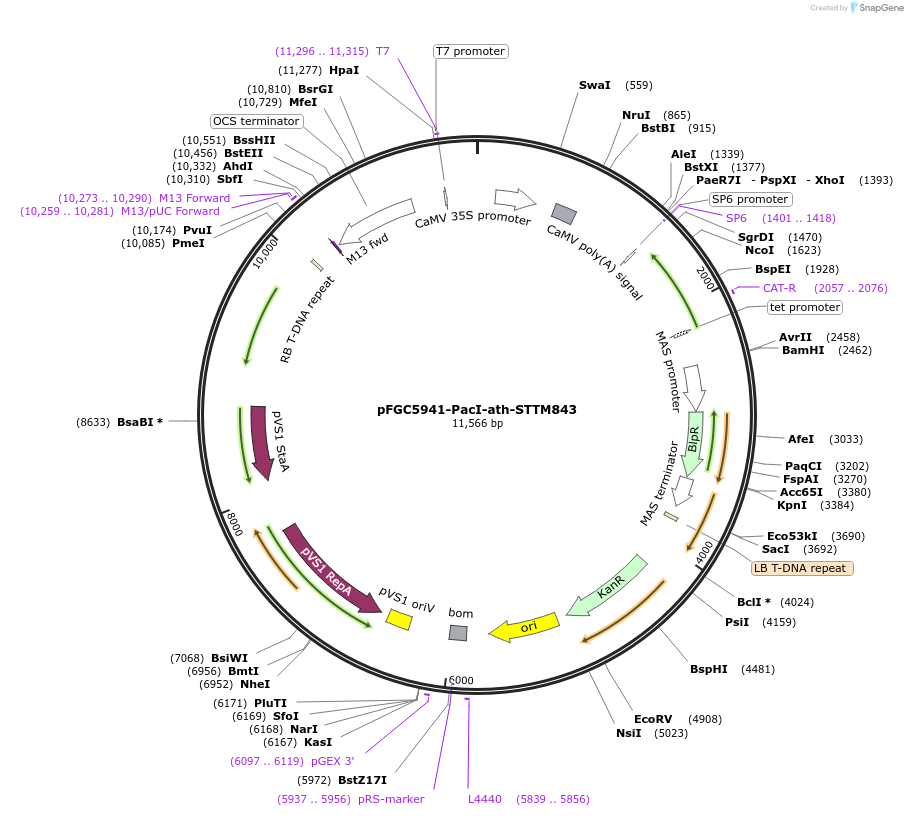 84169-plasmid-map-sequence-id-166685