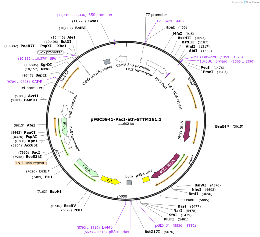 84086-plasmid-map-sequence-id-166694