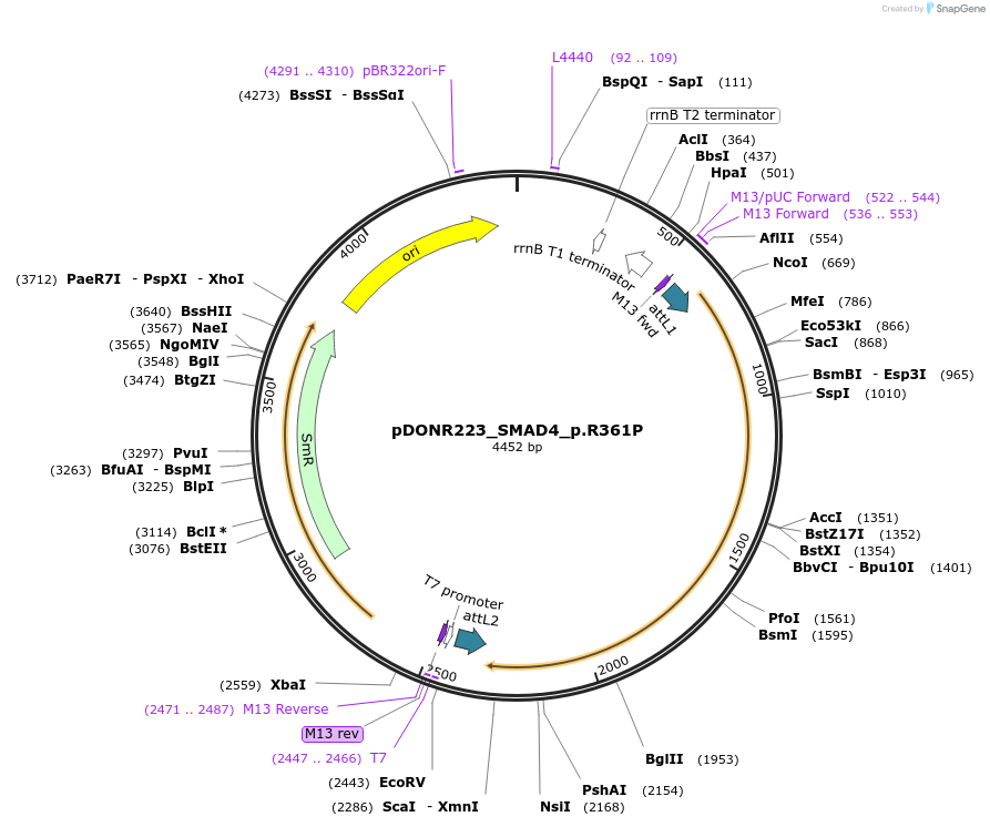 81446-plasmid-map-sequence-id-166738