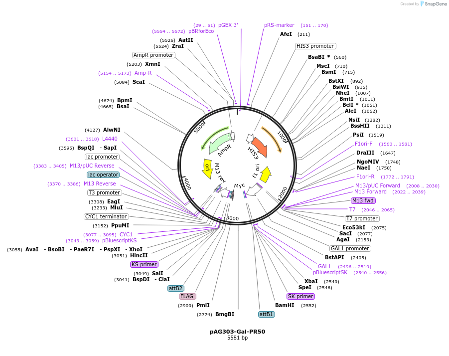 84905-plasmid-map-sequence-id-166780