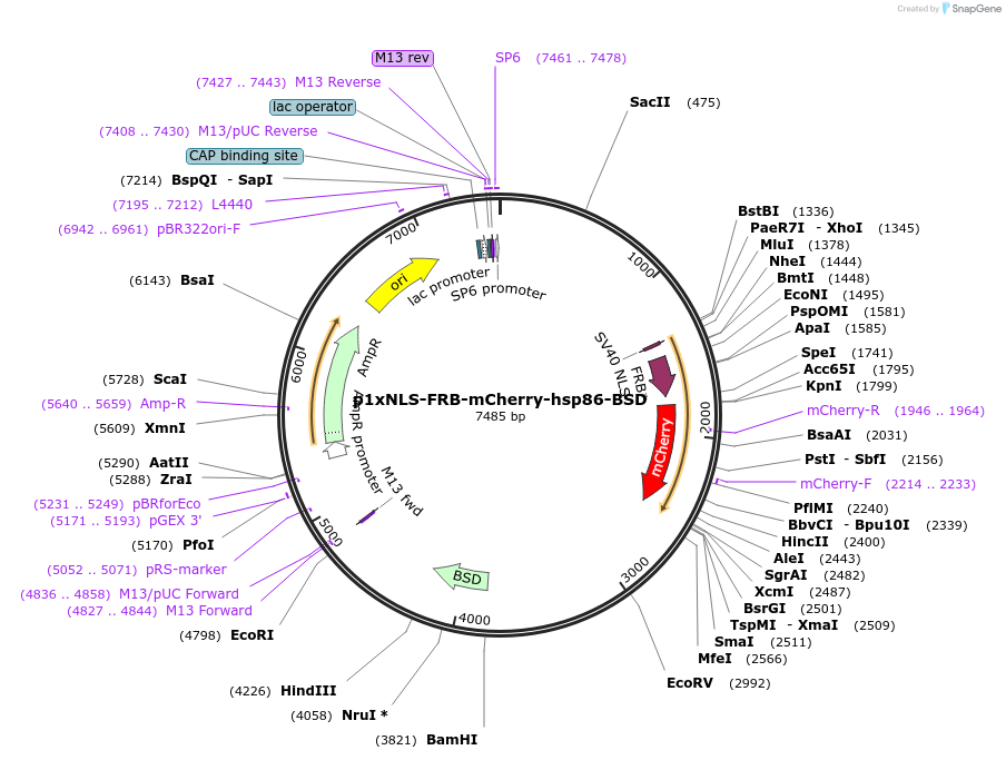 85795-plasmid-map-sequence-id-166801