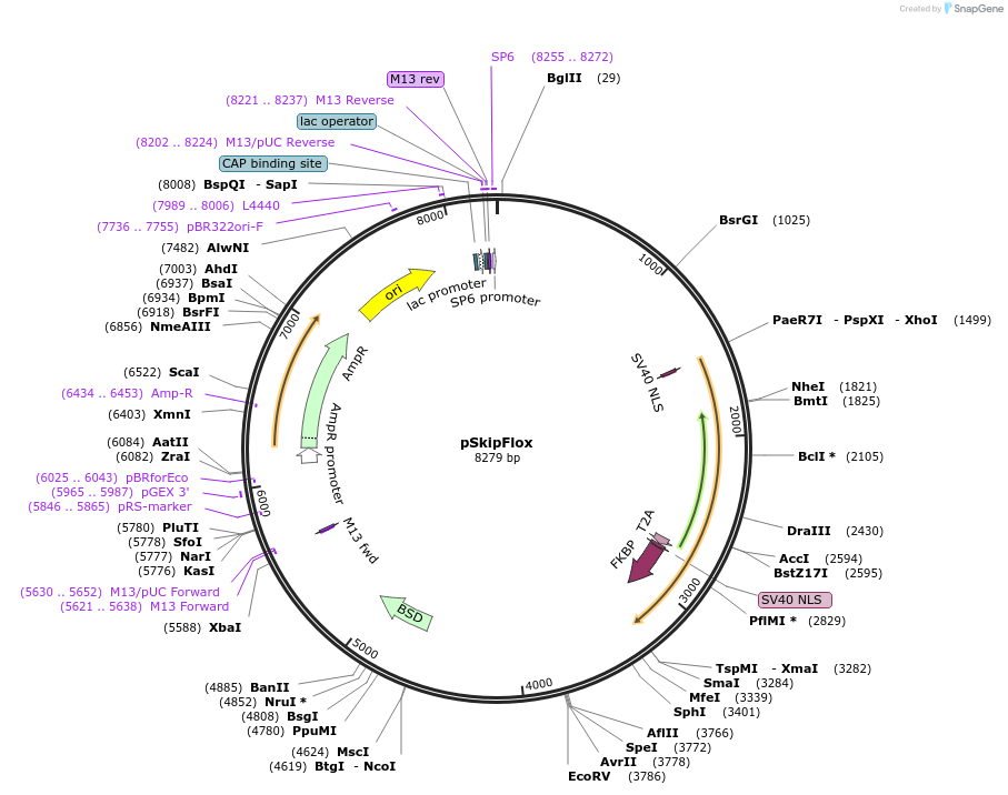 85797-plasmid-map-sequence-id-166805