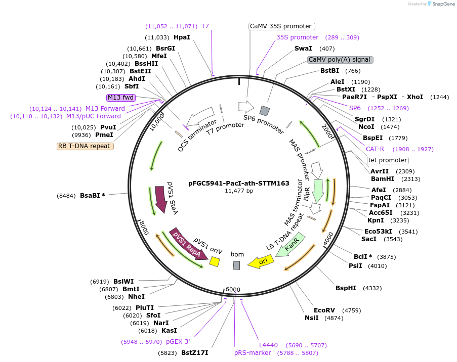84089-plasmid-map-sequence-id-166823
