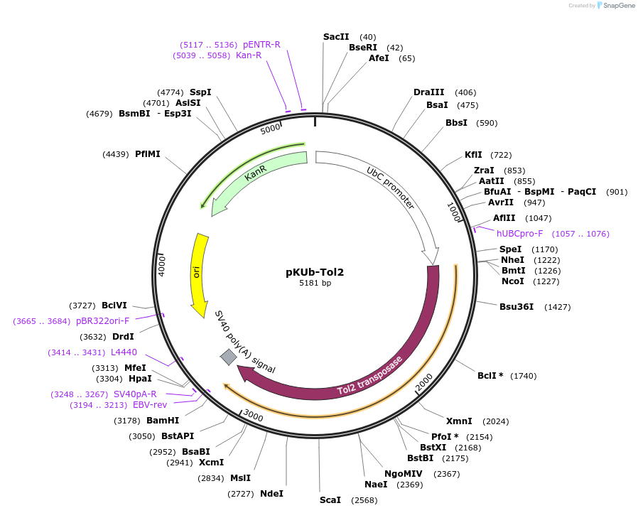 85601-plasmid-map-sequence-id-166886