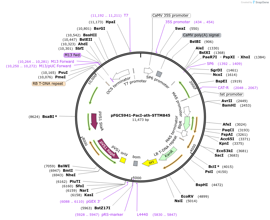 84170-plasmid-map-sequence-id-167044