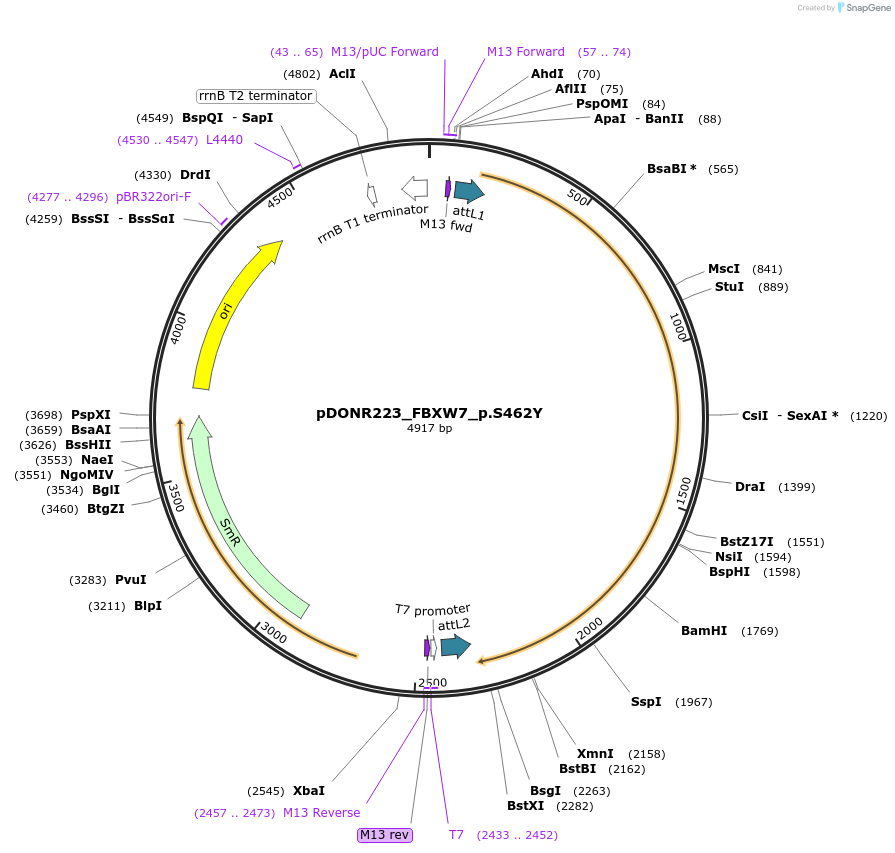 81583-plasmid-map-sequence-id-167053