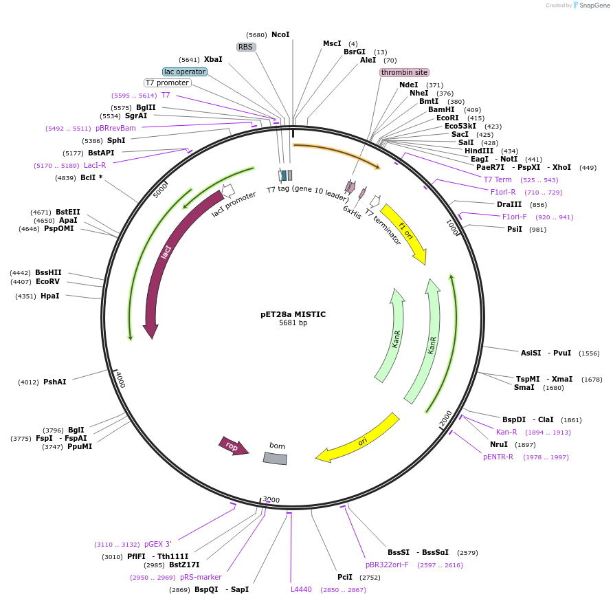 85999-plasmid-map-sequence-id-167081