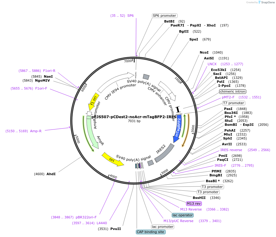 85748-plasmid-map-sequence-id-167153