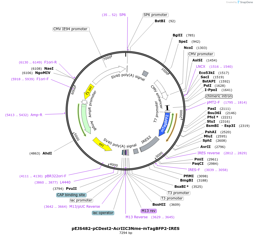 85750-plasmid-map-sequence-id-167159