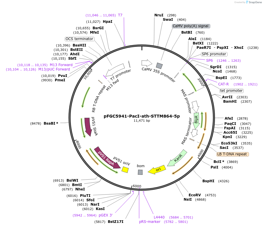 84184-plasmid-map-sequence-id-167198