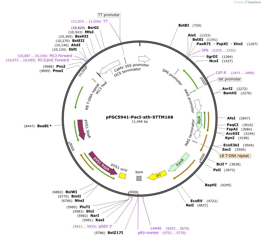 84093-plasmid-map-sequence-id-167206