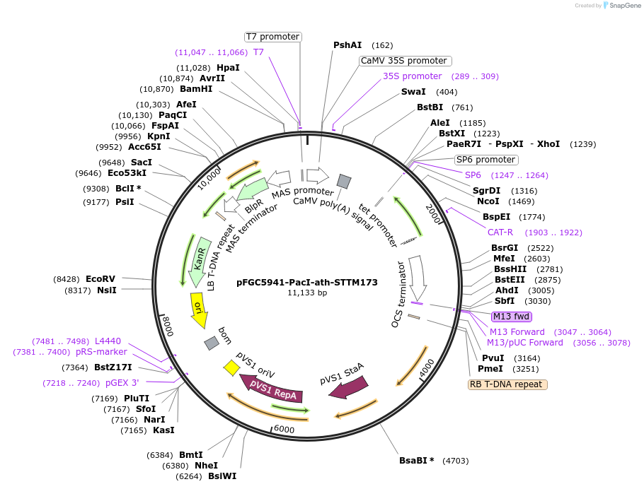 84101-plasmid-map-sequence-id-167217