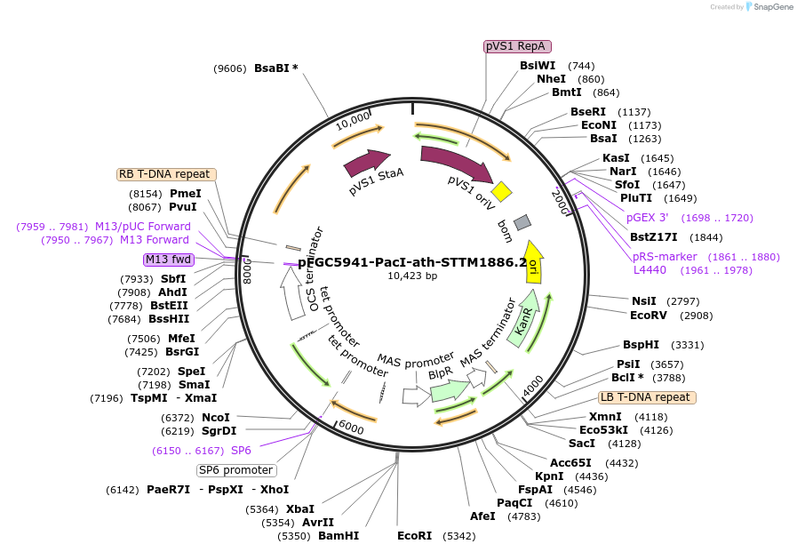 84103-plasmid-map-sequence-id-167219