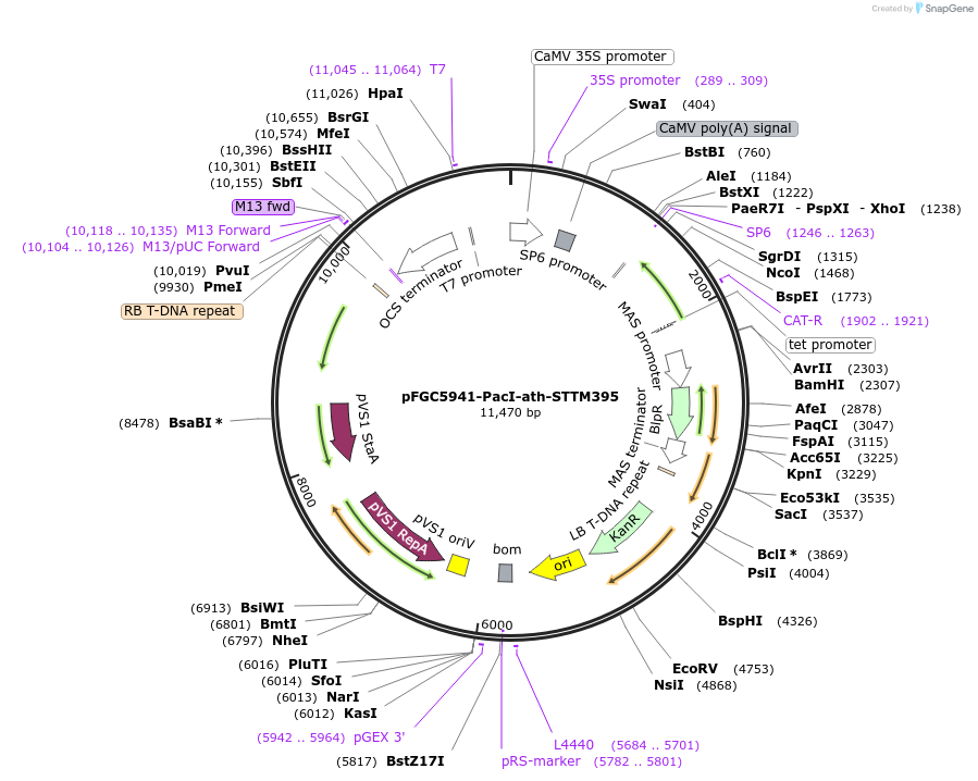 84121-plasmid-map-sequence-id-167276