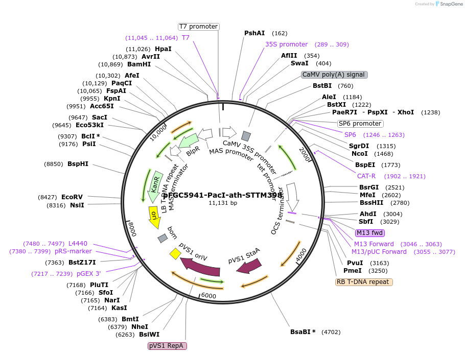 84124-plasmid-map-sequence-id-167282