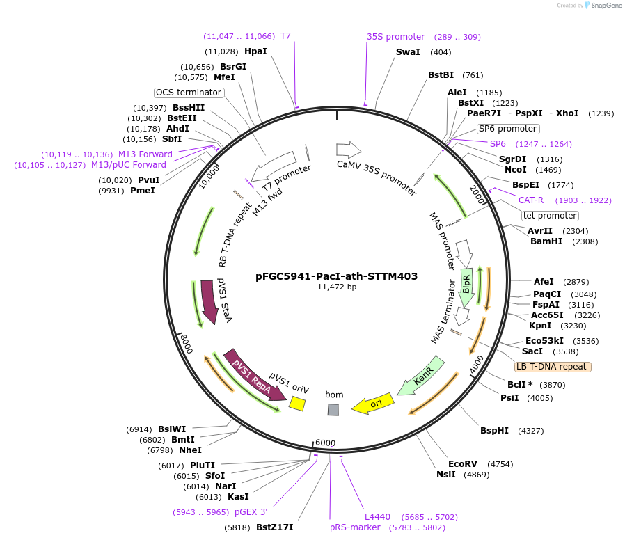 84128-plasmid-map-sequence-id-167288