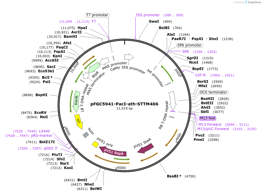 84130-plasmid-map-sequence-id-167294