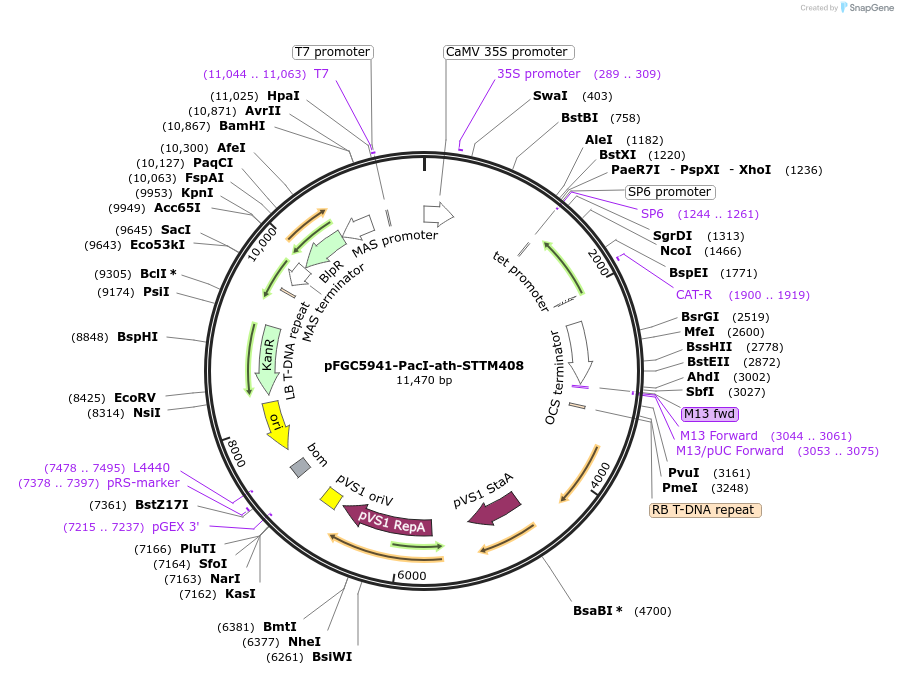 84132-plasmid-map-sequence-id-167301