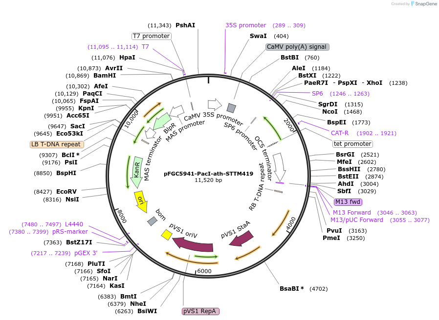 84137-plasmid-map-sequence-id-167307