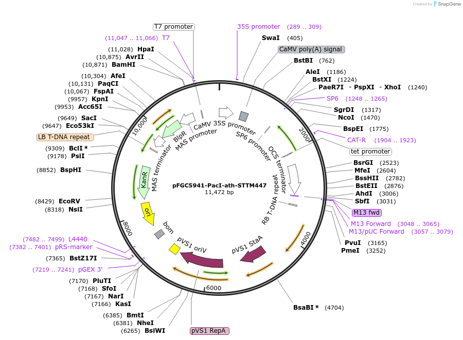 84138-plasmid-map-sequence-id-167309
