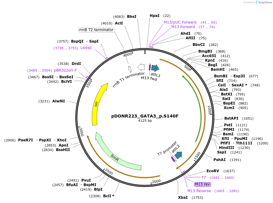 81611-plasmid-map-sequence-id-167348