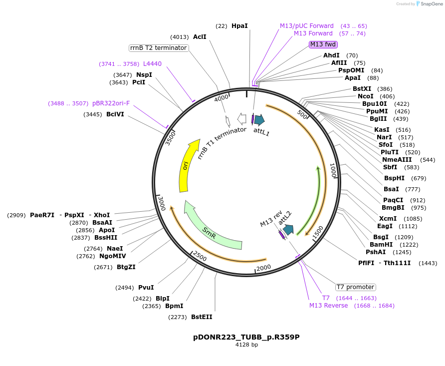 81617-plasmid-map-sequence-id-167354