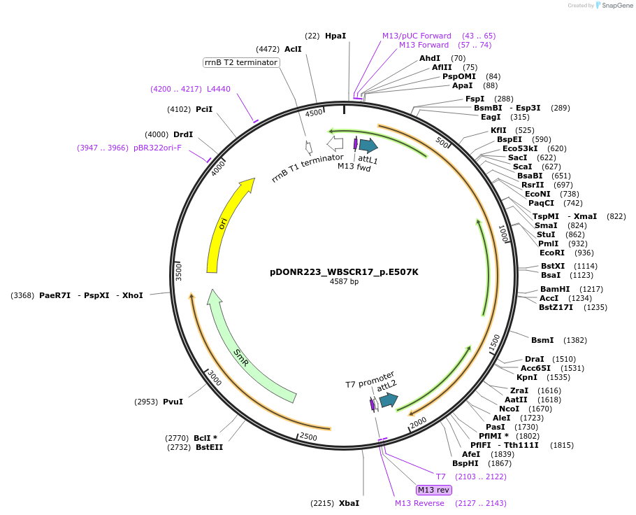 81619-plasmid-map-sequence-id-167357